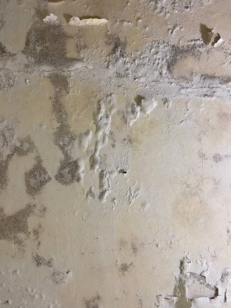 Best Black Mold Removal  in Dexter, NM