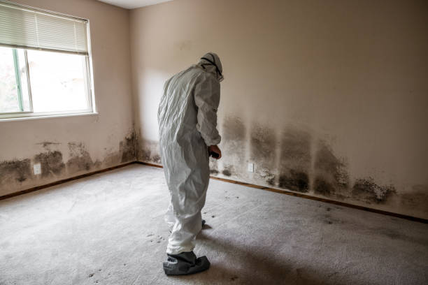 Best Commercial Mold Removal  in Dexter, NM