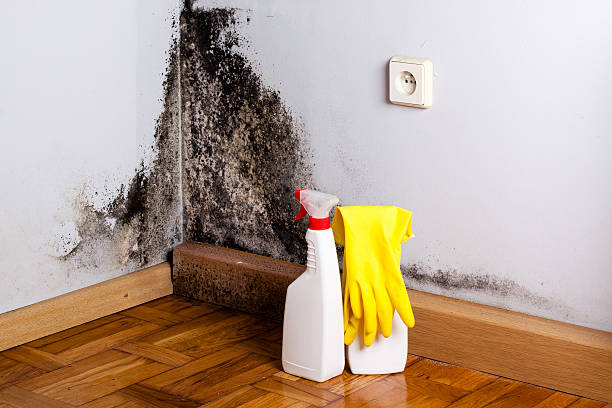 Best Local Mold Removal Service  in Dexter, NM
