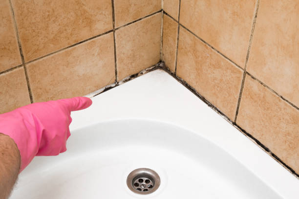 Best Same-Day Mold Removal  in Dexter, NM