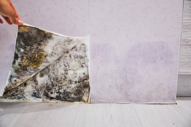 Best Mold Remediation  in Dexter, NM